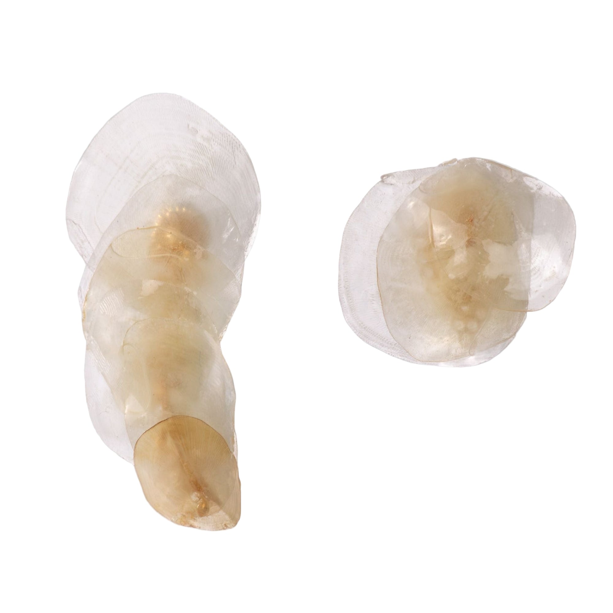 Algae degradé earcuff  designed by Alma Dos Mares in different colors