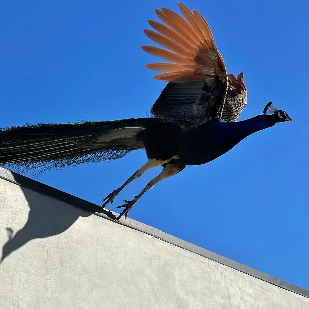 Tivoli | Photography