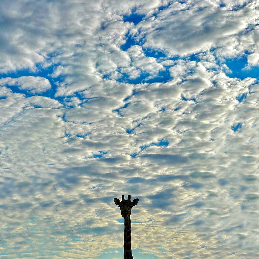 Upload | Photography